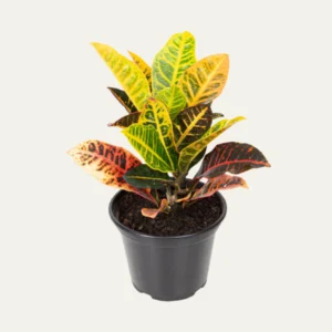 Cróton – Folhagem Colorida Exuberante e Resistente