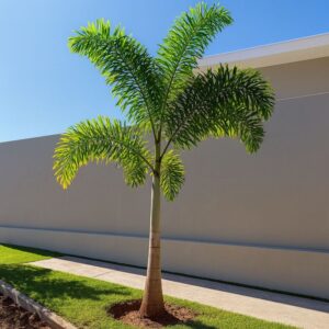 Palmeira Rabo de Raposa – 2,50m